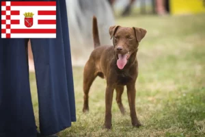 Lire la suite à propos de l’article Éleveurs de Patterdale Terrier et chiots à Brême
