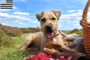 Lire la suite à propos de l’article Éleveurs de Patterdale Terrier et chiots en Bretagne