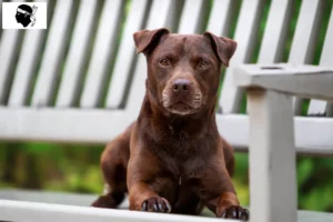 Lire la suite à propos de l’article Éleveurs de Patterdale Terrier et chiots en Corse