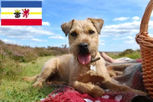 Lire la suite à propos de l’article Éleveurs de Patterdale Terrier et chiots dans le Mecklembourg-Poméranie occidentale