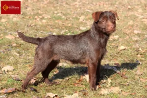 Lire la suite à propos de l’article Éleveurs de Patterdale Terrier et chiots en Occitanie