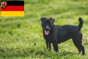 Lire la suite à propos de l’article Éleveurs de Patterdale Terrier et chiots en Rhénanie-Palatinat