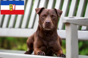 Lire la suite à propos de l’article Éleveurs de Patterdale Terrier et chiots dans le Schleswig-Holstein