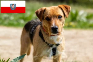 Lire la suite à propos de l’article Éleveurs de Patterdale Terrier et chiots en Thuringe