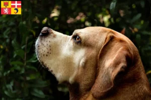Lire la suite à propos de l’article Perdigueiro Português Éleveurs et chiots en Auvergne-Rhône-Alpes