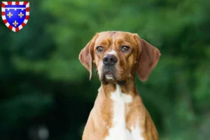 Lire la suite à propos de l’article Perdigueiro Português Éleveurs et chiots en Centre-Val de Loire