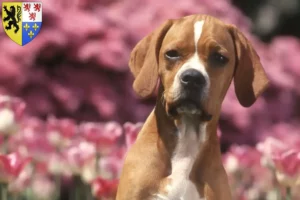 Lire la suite à propos de l’article Perdigueiro Português Éleveurs et chiots en Hauts-de-France
