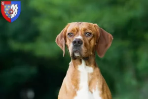 Lire la suite à propos de l’article Perdigueiro Português Éleveurs et chiots en Pays de la Loire