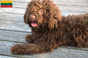 Lire la suite à propos de l’article Perro de Agua Español Éleveurs et chiots en Lituanie