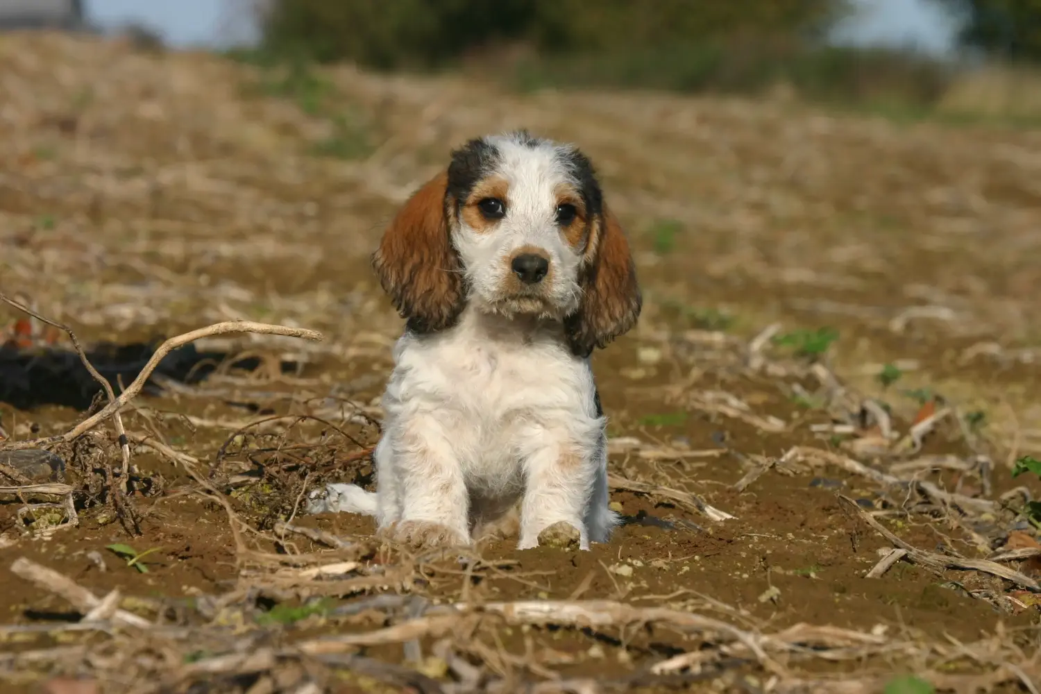Acheter un chiot Petit Basset Griffon Vendéen, c'est prendre ses responsabilités ! Acheter des chiots Petit Basset Griffon Vendéen.