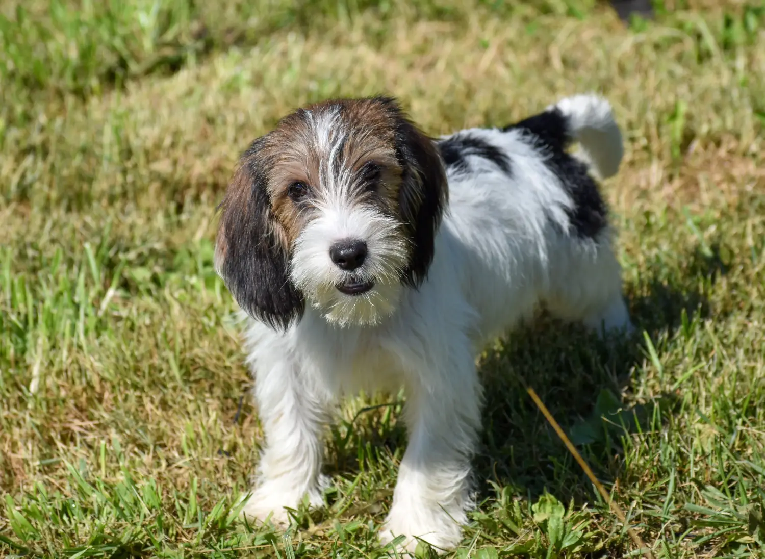 Acheter un chiot Petit Basset Griffon Vendéen, c'est prendre ses responsabilités ! Acheter des chiots Petit Basset Griffon Vendéen.