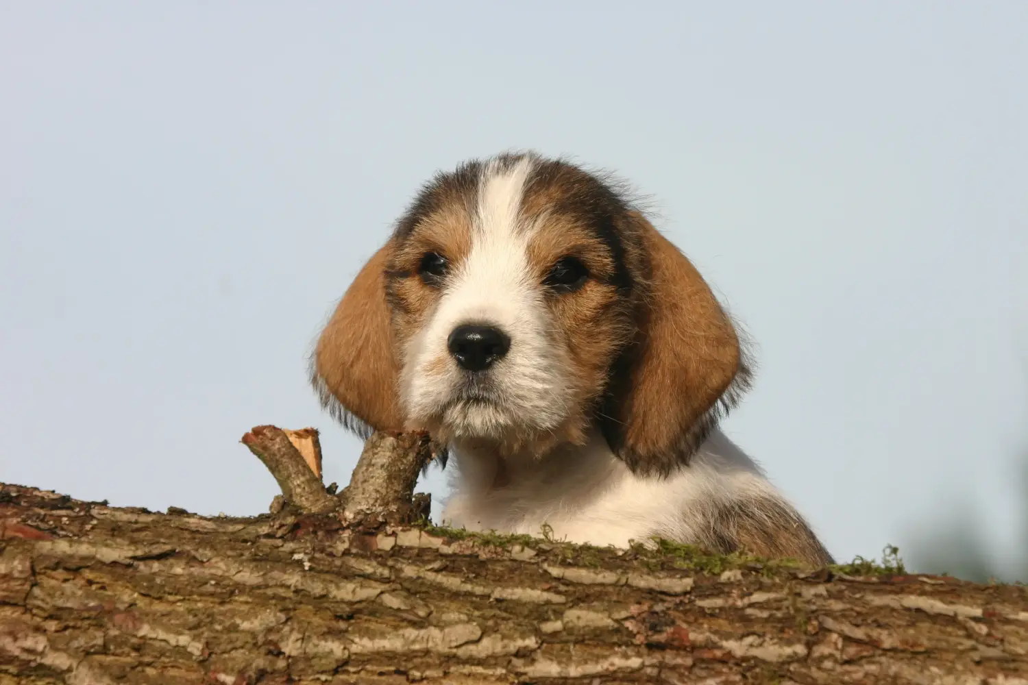 Acheter un chiot Petit Basset Griffon Vendéen, c'est prendre ses responsabilités ! Acheter des chiots Petit Basset Griffon Vendéen.