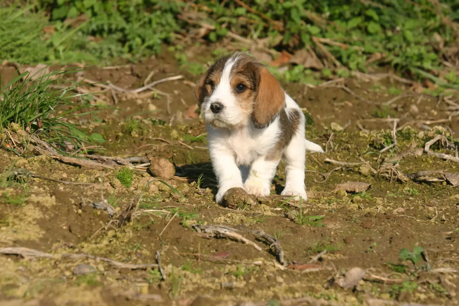 Acheter un chiot Petit Basset Griffon Vendéen, c'est prendre ses responsabilités ! Acheter des chiots Petit Basset Griffon Vendéen.