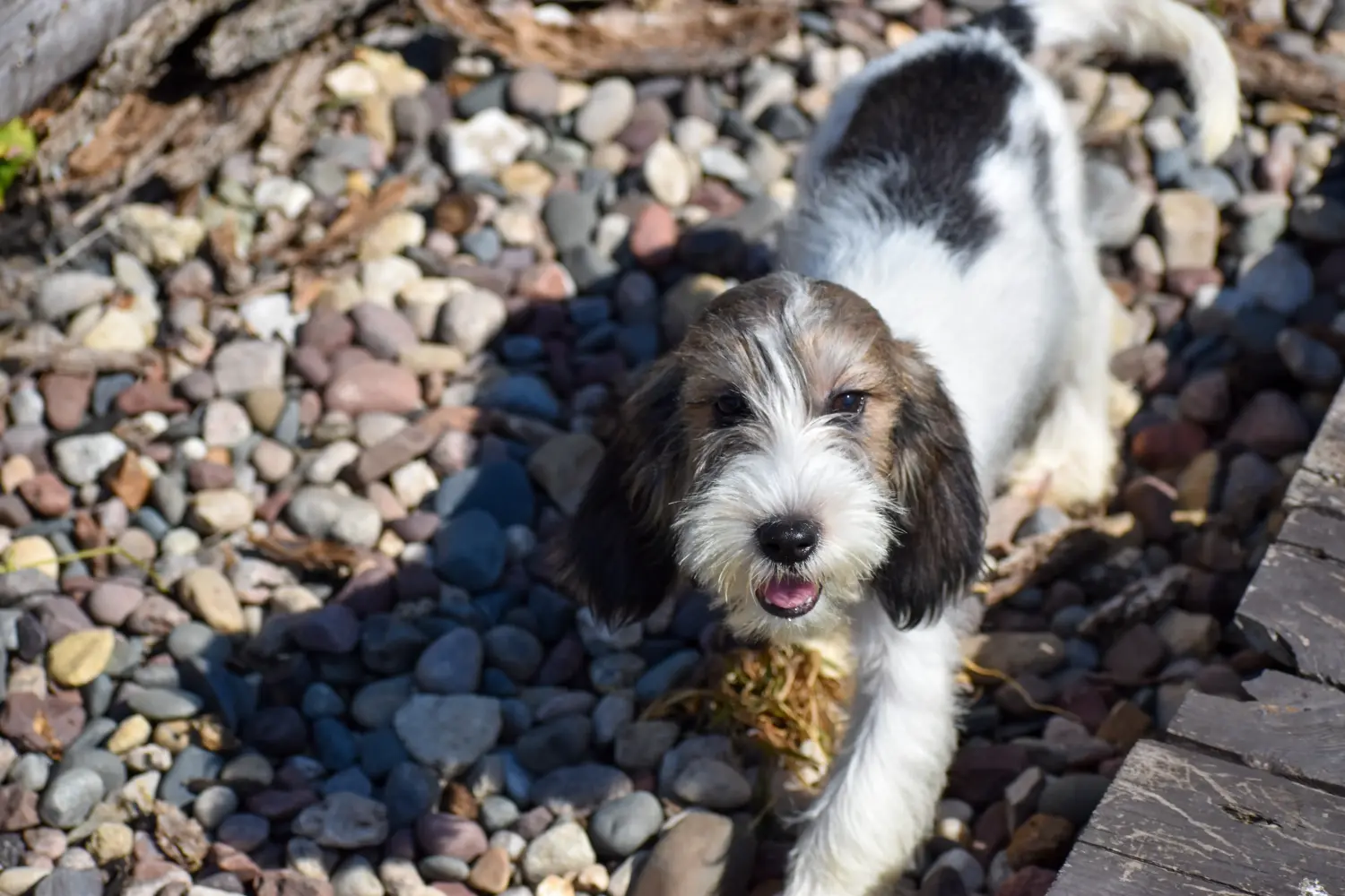 Acheter un chiot Petit Basset Griffon Vendéen, c'est prendre ses responsabilités ! Acheter des chiots Petit Basset Griffon Vendéen.