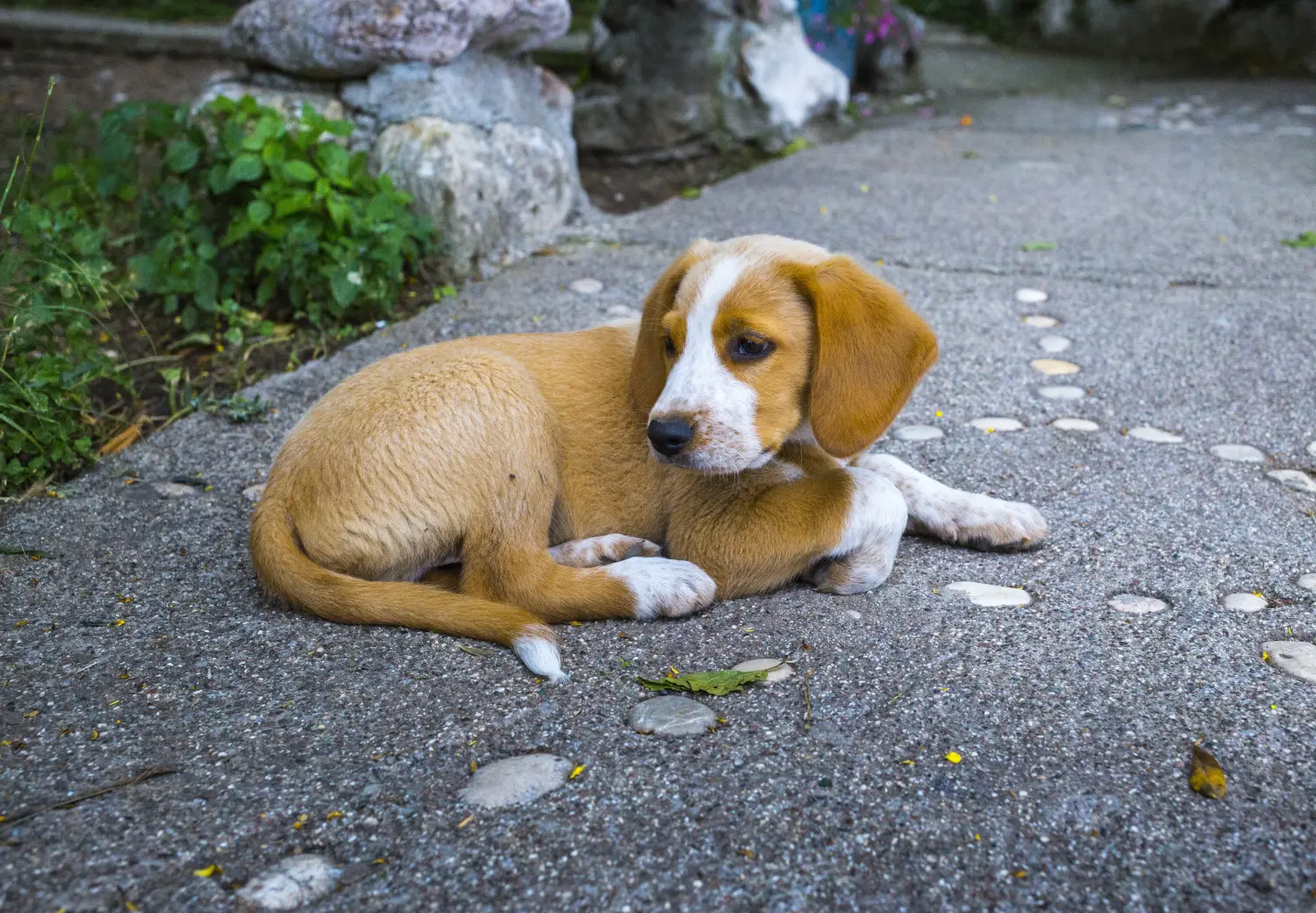 Acheter un chiot Pinscher autrichien, c'est prendre ses responsabilités ! Acheter un chiot Pinscher autrichien.