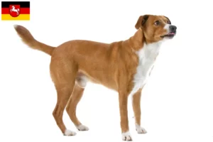Lire la suite à propos de l’article Éleveurs de Pinscher autrichiens et chiots en Basse-Saxe