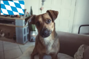 Lire la suite à propos de l’article Éleveurs de Pinscher autrichiens et chiots en Bavière