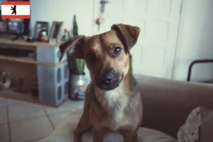 Lire la suite à propos de l’article Éleveurs de Pinscher autrichiens et chiots à Berlin
