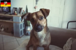 Lire la suite à propos de l’article Éleveurs de Pinscher autrichiens et chiots en Sarre