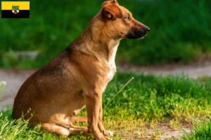 Lire la suite à propos de l’article Éleveurs de Pinscher autrichiens et chiots en Saxe-Anhalt