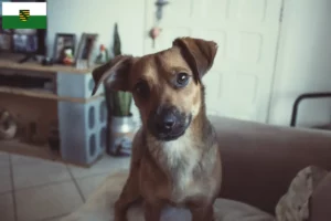 Lire la suite à propos de l’article Éleveur de Pinscher autrichien et chiots en Saxe
