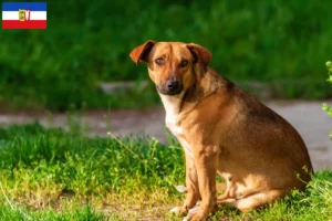 Lire la suite à propos de l’article Éleveurs de Pinscher autrichiens et chiots dans le Schleswig-Holstein