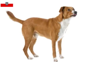Lire la suite à propos de l’article Éleveurs de Pinscher autrichiens et chiots en Thuringe