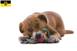 Lire la suite à propos de l’article Éleveurs de Pinscher autrichiens et chiots en Baden-Württemberg