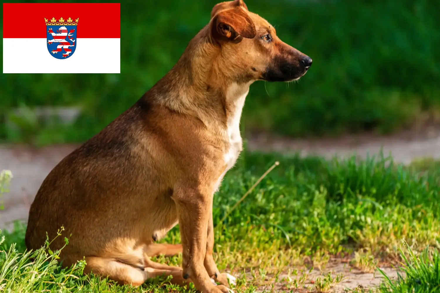 Pinscher autrichien chiots et éleveurs Hesse Ici, tu trouveras des éleveurs de Pinscher autrichiens en Hesse.