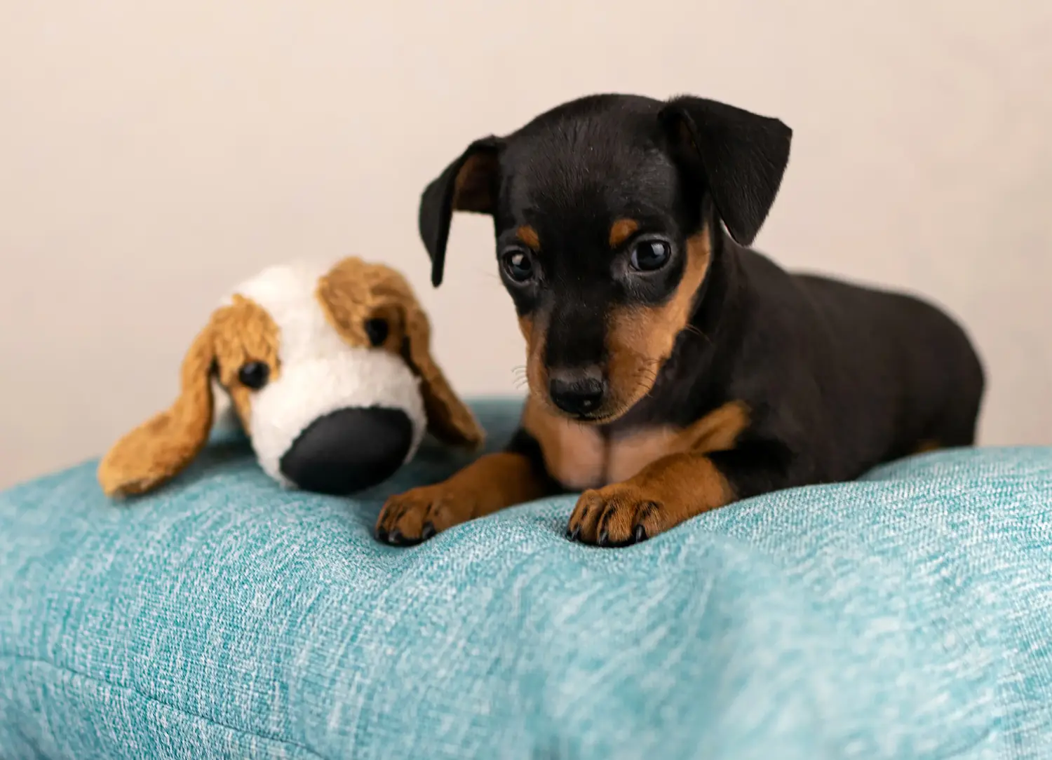 Acheter un chiot Pinscher nain, c'est prendre ses responsabilités ! Acheter des chiots Pinscher nains.