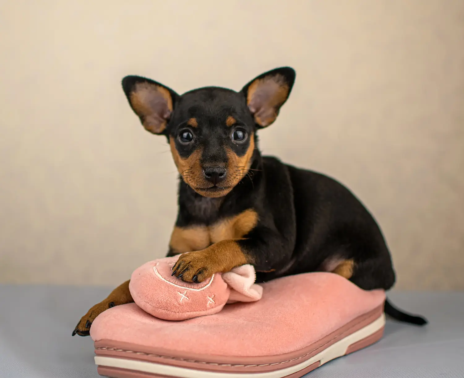 Acheter un chiot Pinscher nain, c'est prendre ses responsabilités ! Acheter des chiots Pinscher nains.