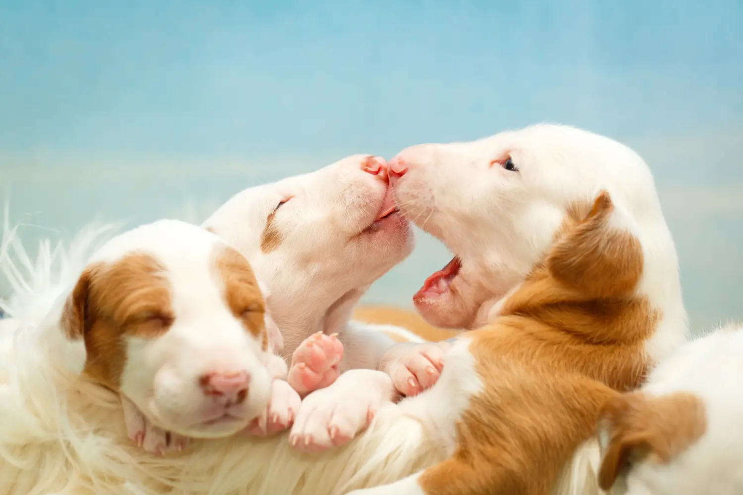 Acheter un chiot Podenco, c'est prendre des responsabilités ! Acheter des chiots Podenco.