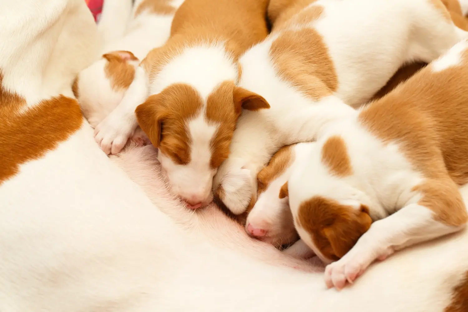 Acheter un chiot Podenco, c'est prendre des responsabilités ! Acheter des chiots Podenco.