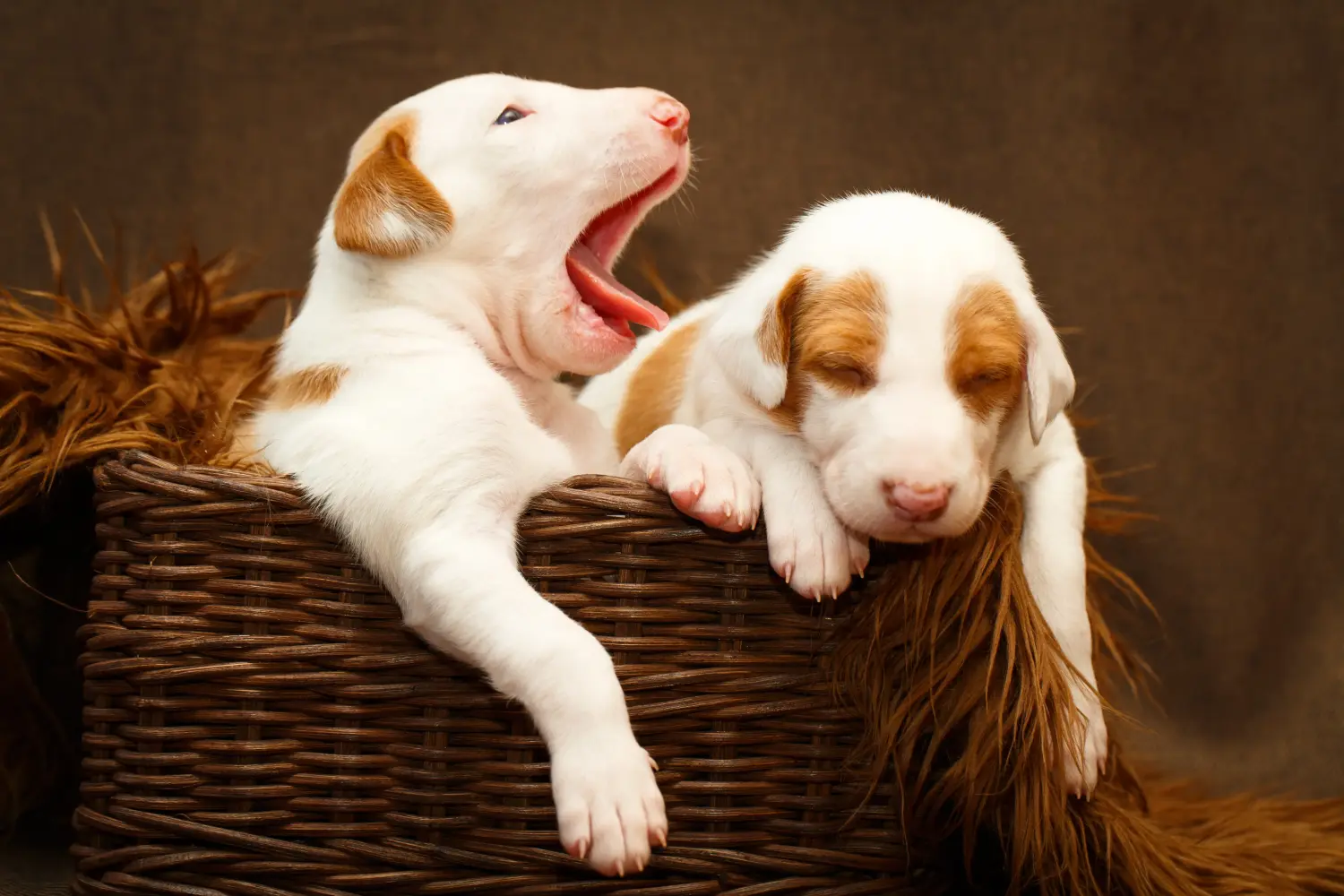 Acheter un chiot Podenco, c'est prendre des responsabilités ! Acheter des chiots Podenco.