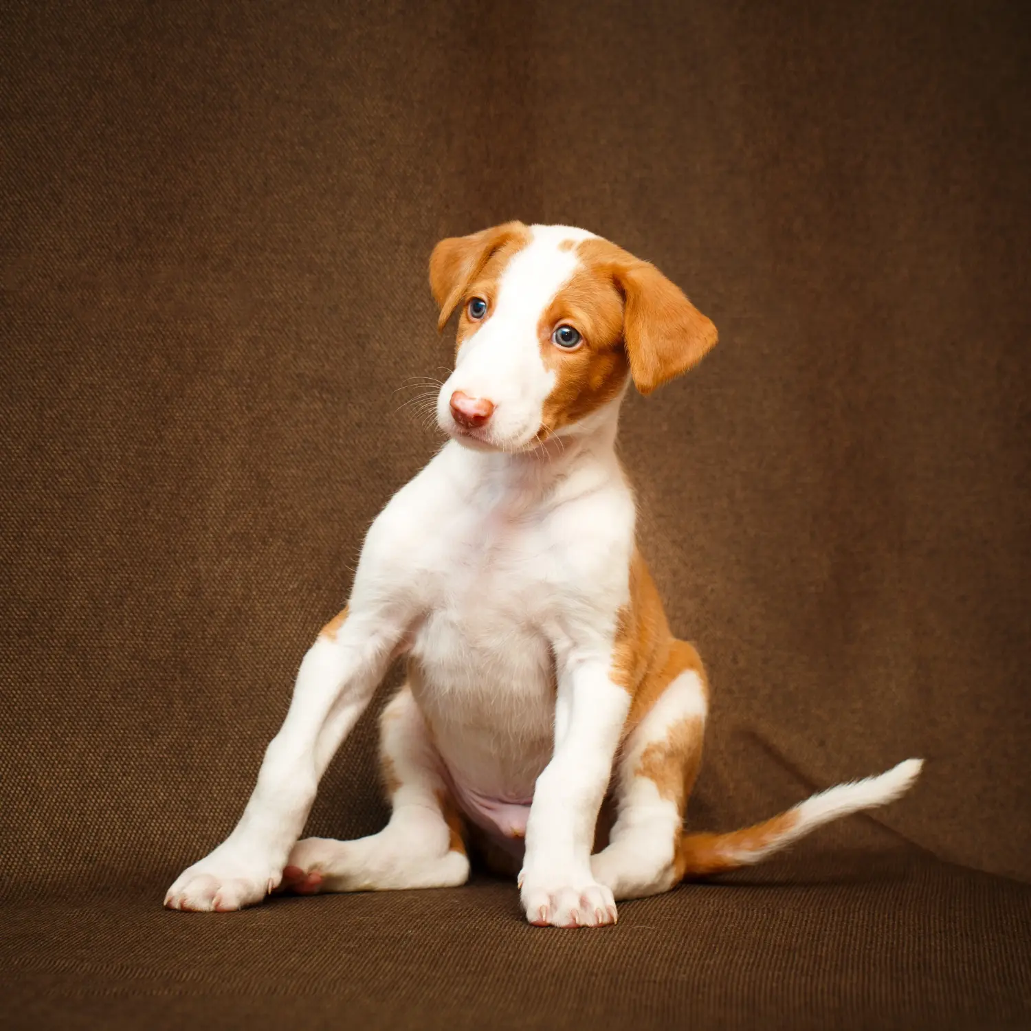 Acheter un chiot Podenco, c'est prendre des responsabilités ! Acheter des chiots Podenco.