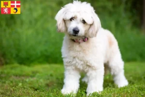 Lire la suite à propos de l’article Pomapoo éleveurs et chiots en Auvergne-Rhône-Alpes