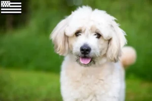 Lire la suite à propos de l’article Éleveurs de pomapoo et chiots en Bretagne