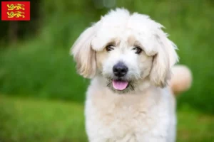 Lire la suite à propos de l’article Éleveurs de pomapoo et chiots en Normandie