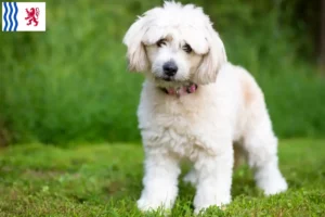 Lire la suite à propos de l’article Pomapoo éleveurs et chiots en Nouvelle-Aquitaine