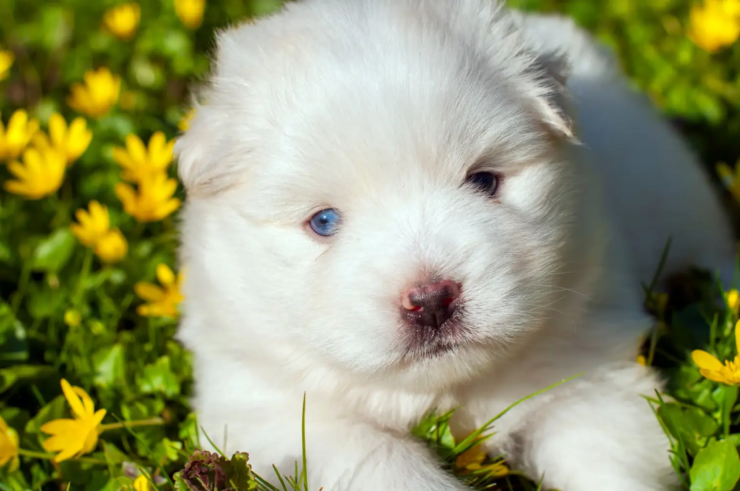 Acheter un chiot Pomsky, c'est prendre ses responsabilités ! Acheter des chiots Pomsky.