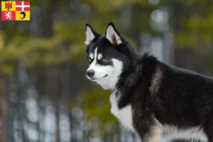 Lire la suite à propos de l’article Pomsky éleveurs et chiots en Auvergne-Rhône-Alpes