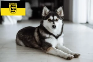 Lire la suite à propos de l’article Pomsky éleveurs et chiots en Baden-Württemberg