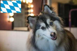 Lire la suite à propos de l’article Pomsky éleveurs et chiots en Bavière