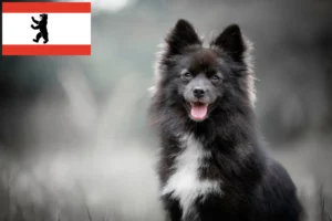 Lire la suite à propos de l’article Pomsky éleveurs et chiots à Berlin