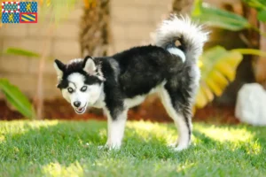 Lire la suite à propos de l’article Pomsky éleveurs et chiots en Bourgogne-Franche-Comté