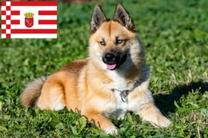 Lire la suite à propos de l’article Pomsky éleveurs et chiots à Brême