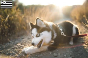 Lire la suite à propos de l’article Pomsky éleveurs et chiots en Bretagne