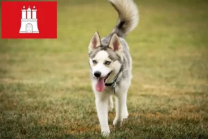Lire la suite à propos de l’article Pomsky éleveurs et chiots à Hambourg