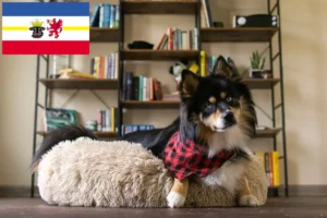 Lire la suite à propos de l’article Pomsky éleveurs et chiots dans le Mecklembourg-Poméranie occidentale