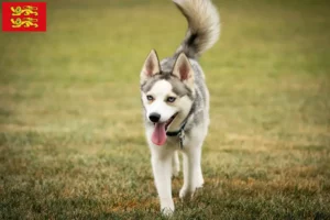 Lire la suite à propos de l’article Pomsky éleveurs et chiots en Normandie